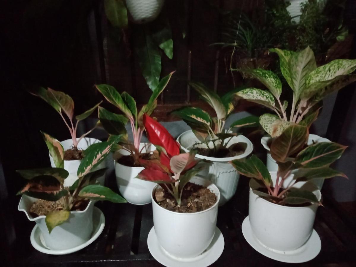 Dalinda's Homestay